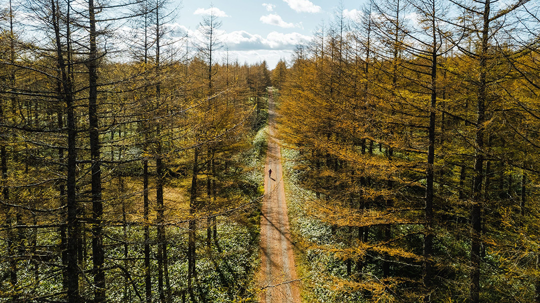 紅葉の北海道を駆け抜ける！　「GOLDEN LARCH TRAIL 2025 NAKASHIBETSU HOKKAIDO」参加者募集
