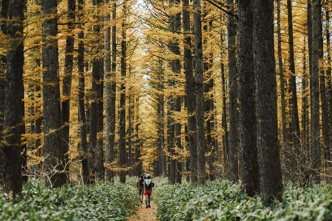 紅葉の北海道を駆け抜ける！　「GOLDEN LARCH TRAIL 2025 NAKASHIBETSU HOKKAIDO」参加者募集