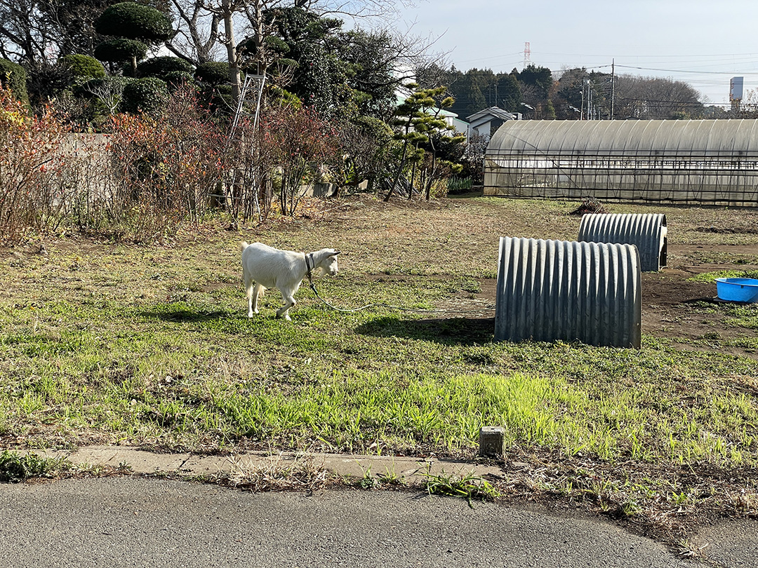 「住みやすい街」ランキング上位常連の千葉県印西市は「走りやすい街」でもある