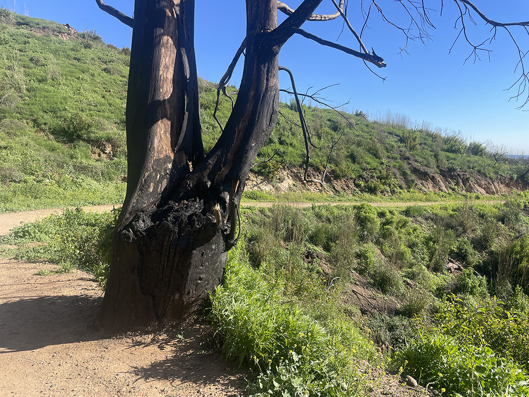 大火災から1年。復興途上の町、パシフィック・パリセイズで再開したトレイルを走る