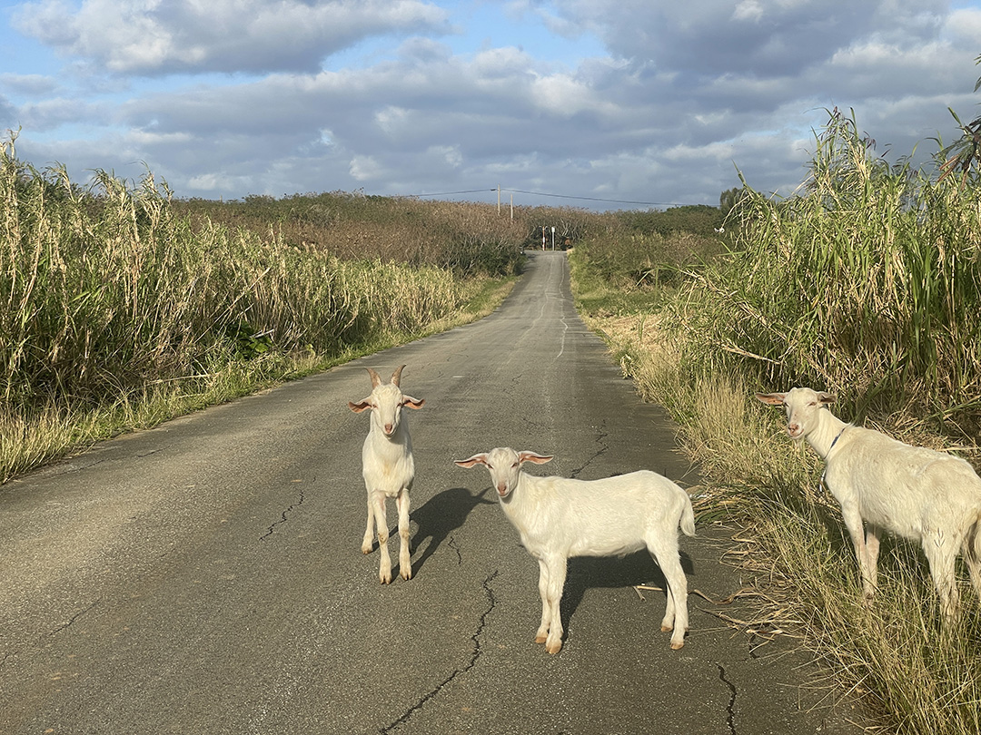 離れ島ランのオススメ。オフシーズンの沖縄はランナーの天国だと思うワケ